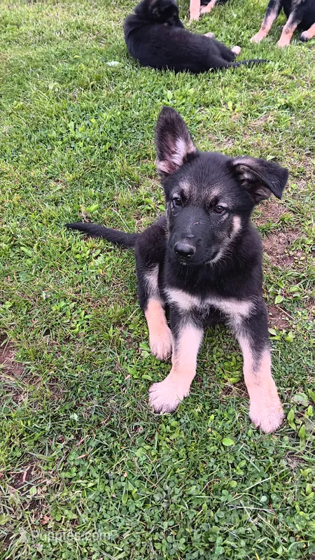 Rio – German Shepherd Dog puppy for sale in Canton, PA