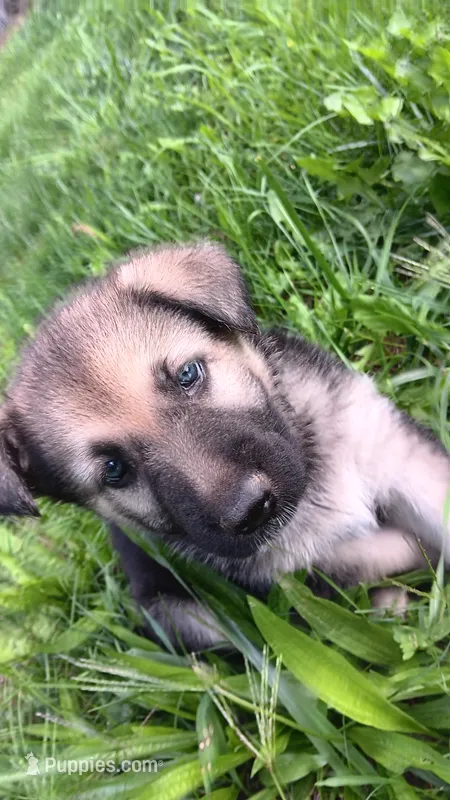 Sage (black collar). – German Shepherd Dog puppy for sale in Canton, PA