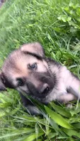 Sage (black collar)., a female German Shepherd Dog for sale in Canton, PA – 7 of 8