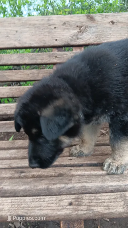 Regis – German Shepherd Dog puppy for sale in Canton, PA