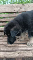 Regis, a male German Shepherd Dog for sale in Canton, PA – 1 of 1