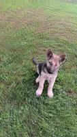 Sage (black collar)., a female German Shepherd Dog for sale in Canton, PA – 2 of 8