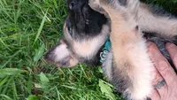 Scarlett  (green collar ), a female German Shepherd Dog for sale in Canton, PA – 2 of 2
