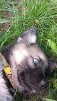 Summer (yellow  collar), a female German Shepherd Dog for sale in Canton, PA – 2 of 2