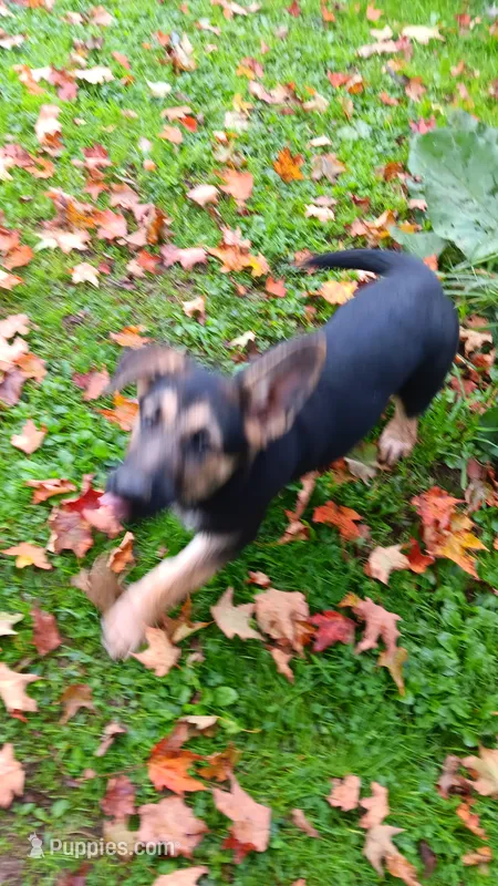 Sydney (brown collar) . – German Shepherd Dog puppy for sale in Canton, PA
