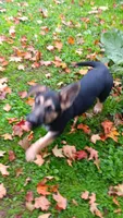 Sydney (brown collar) ., a female German Shepherd Dog for sale in Canton, PA – 1 of 7