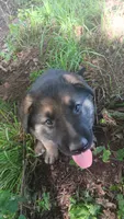 Sully, a male German Shepherd Dog for sale in Canton, PA – 2 of 2