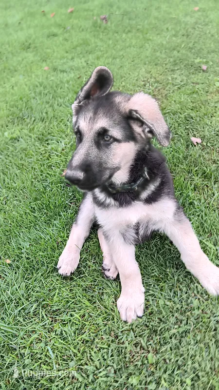 Sabre (red collar) – German Shepherd Dog puppy for sale in Canton, PA
