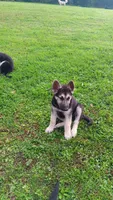Sammi (purple  collar), a female German Shepherd Dog for sale in Canton, PA – 2 of 5