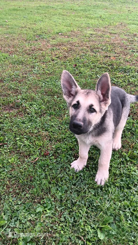 Sage (black collar). – German Shepherd Dog puppy for sale in Canton, PA