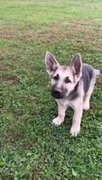 Sage (black collar)., a female German Shepherd Dog for sale in Canton, PA – 1 of 8