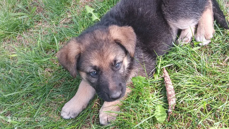 Scarlett  – German Shepherd Dog puppy for sale in Canton, PA