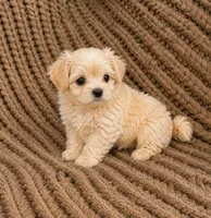 Princess Penelope, a female Maltipoo for sale in Rosebud, MO – 1 of 2