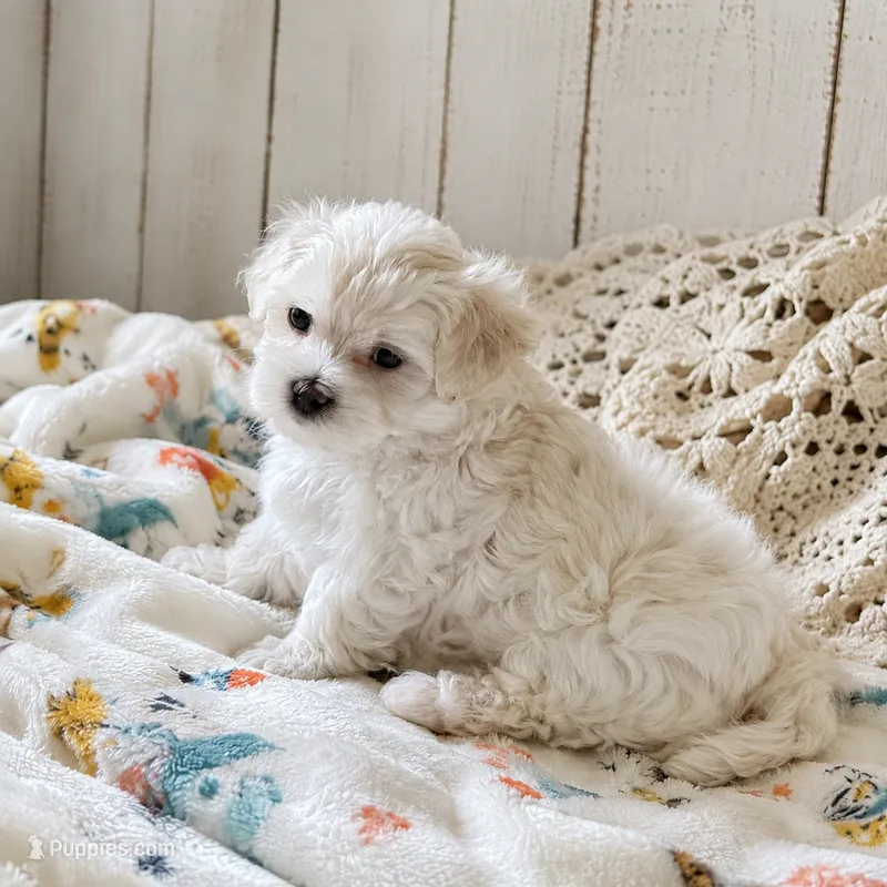 Prince Leonardo, a male Maltipoo for sale in Rosebud, MO – 1 of 2