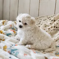 Prince Leonardo, a male Maltipoo for sale in Rosebud, MO – 1 of 2