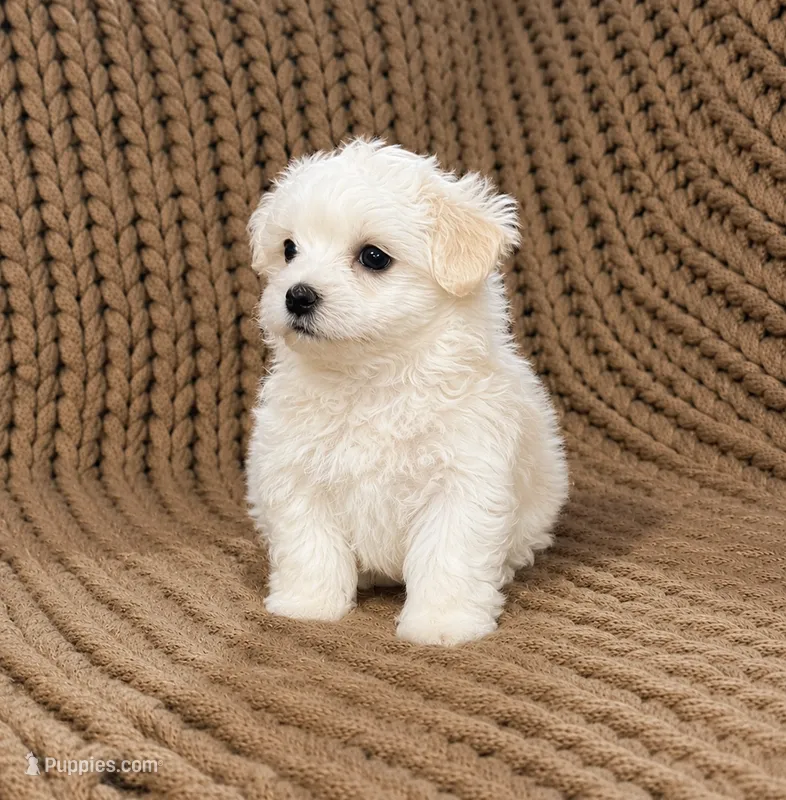 Lenny  – Maltipoo puppy for sale in Rosebud, MO