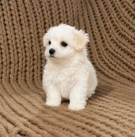 Prince Leonardo, a male Maltipoo for sale in Rosebud, MO – 2 of 2