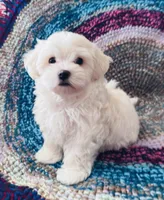 Marshall, a male Maltipoo for sale in Rosebud, MO – 9 of 10