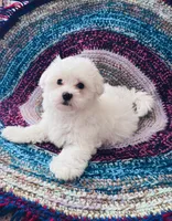 Marshall, a male Maltipoo for sale in Rosebud, MO – 4 of 10
