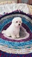 Sheriff , a male Maltese for sale in Rosebud, MO – 6 of 6