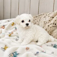 Prince Charming , a male Maltese for sale in Rosebud, MO – 2 of 2