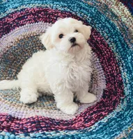 Marshall, a male Maltipoo for sale in Rosebud, MO – 3 of 10