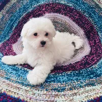 Marshall, a male Maltipoo for sale in Rosebud, MO – 10 of 10
