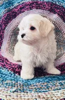 Marshall, a male Maltipoo for sale in Rosebud, MO – 2 of 10