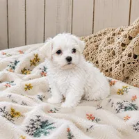 Prince Simba , a male Maltese for sale in Rosebud, MO – 2 of 2