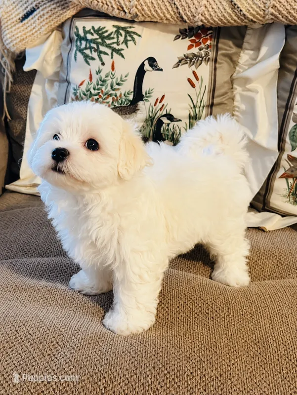  Simba  – Maltese puppy for sale in Rosebud, MO