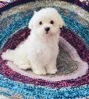 Sheriff , a male Maltese for sale in Rosebud, MO – 3 of 6