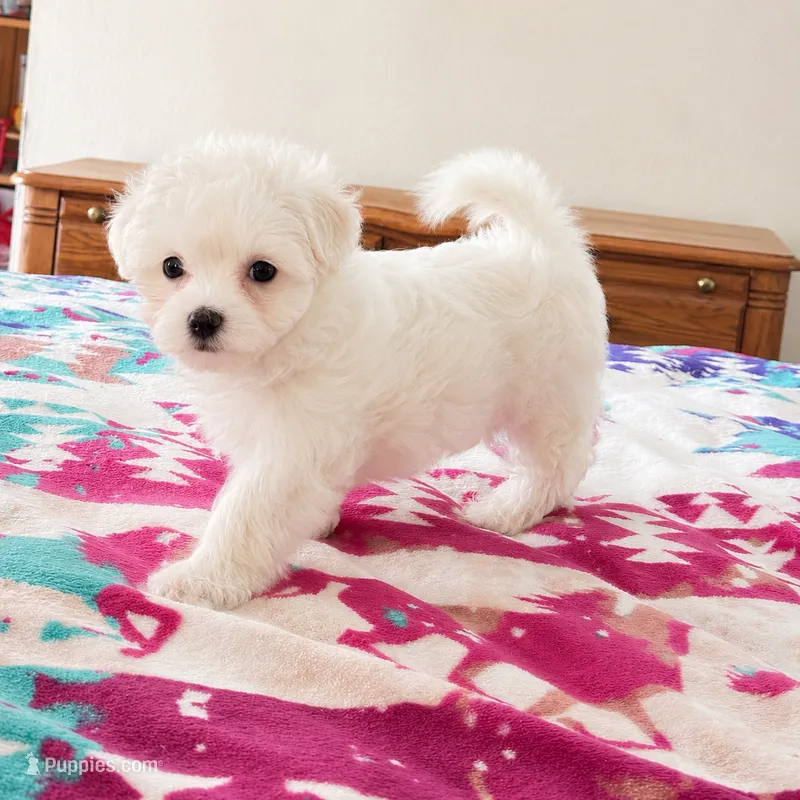 Princess Belle  – Maltese puppy for sale in Rosebud, MO