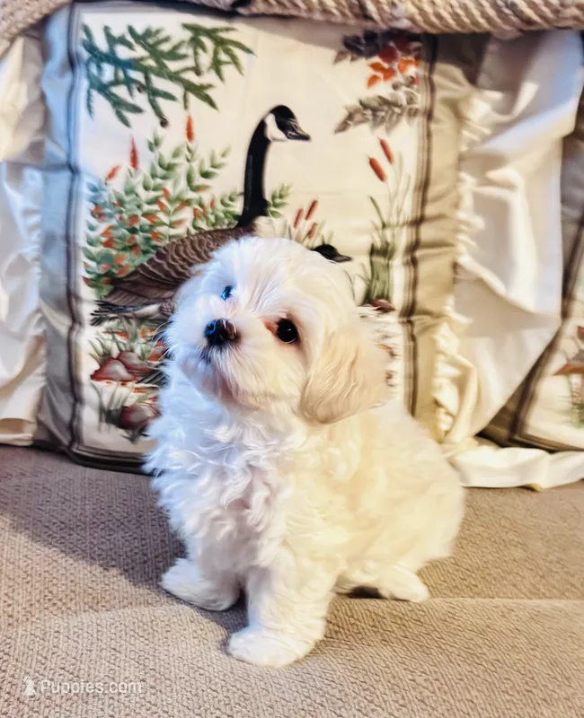 Lenny  – Maltipoo puppy for sale in Rosebud, MO