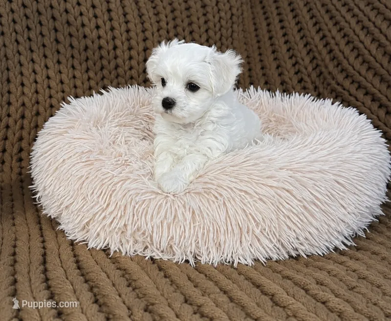 Princess Cinderella  – Maltese puppy for sale in Rosebud, MO