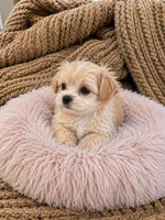 Princess Penelope, a female Maltipoo for sale in Rosebud, MO – 2 of 2