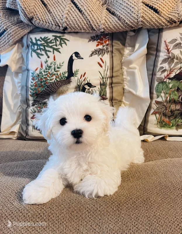  Simba  – Maltese puppy for sale in Rosebud, MO