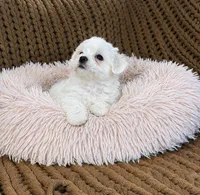 Princess Cinderella , a female Maltese for sale in Rosebud, MO – 2 of 2