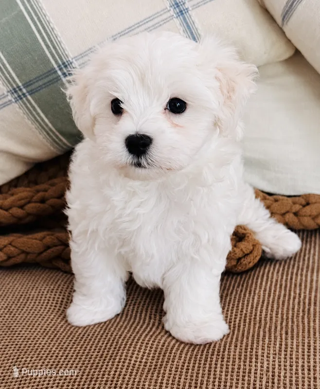  Simba  – Maltese puppy for sale in Rosebud, MO