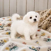Prince Simba , a male Maltese for sale in Rosebud, MO – 1 of 2