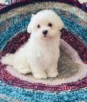 Sheriff , a male Maltese for sale in Rosebud, MO – 2 of 6