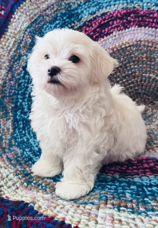 Marshall – Maltipoo puppy for sale in Rosebud, MO