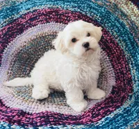 Marshall, a male Maltipoo for sale in Rosebud, MO – 7 of 10