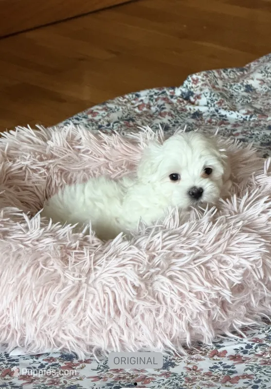 Prince Leonardo – Maltipoo puppy for sale in Rosebud, MO