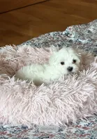 Lenny , a male Maltipoo for sale in Rosebud, MO – 2 of 3