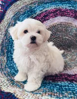 Marshall, a male Maltipoo for sale in Rosebud, MO – 6 of 10
