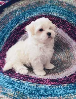 Marshall, a male Maltipoo for sale in Rosebud, MO – 8 of 10