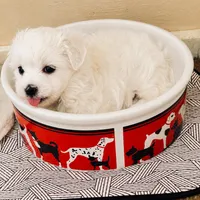 Princess Belle , a female Maltese for sale in Rosebud, MO – 2 of 2