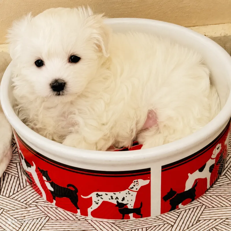 Princess Belle  – Maltese puppy for sale in Rosebud, MO