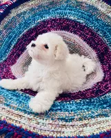 Marshall, a male Maltipoo for sale in Rosebud, MO – 5 of 10