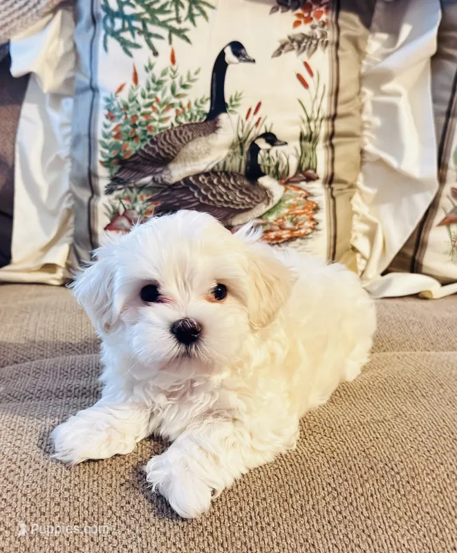 Lenny  – Maltipoo puppy for sale in Rosebud, MO